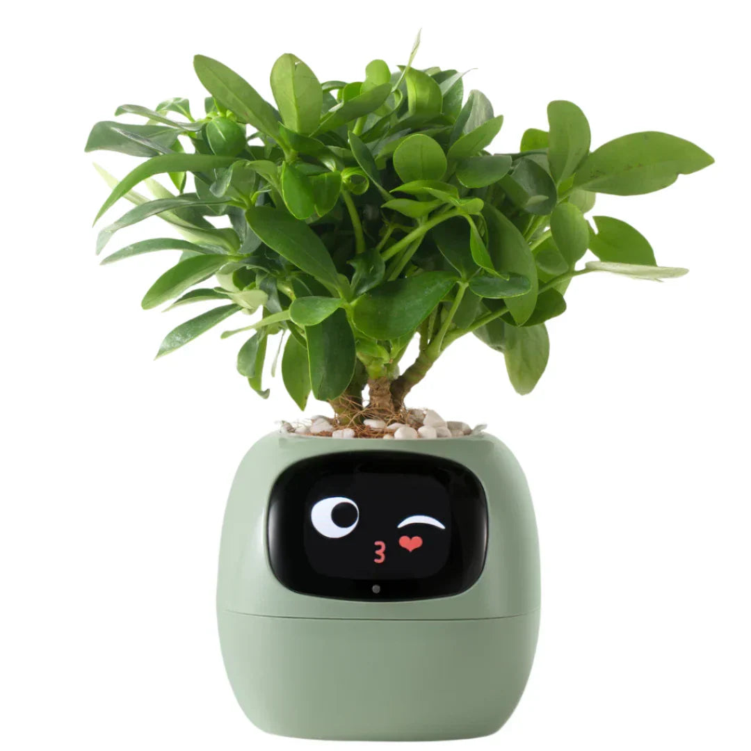 Smart Life Planter